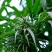 火麻种子胡麻中草药植物线麻野菜火麻仁种籽四季庭院栽