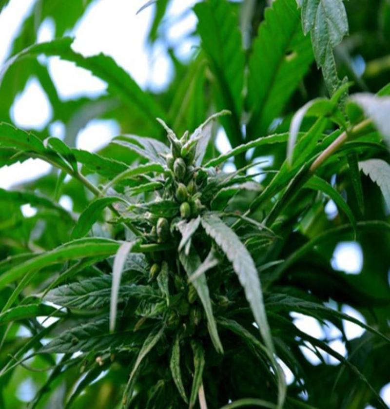 火麻种子胡麻中草药植物线麻野菜火麻仁种籽四季庭院栽