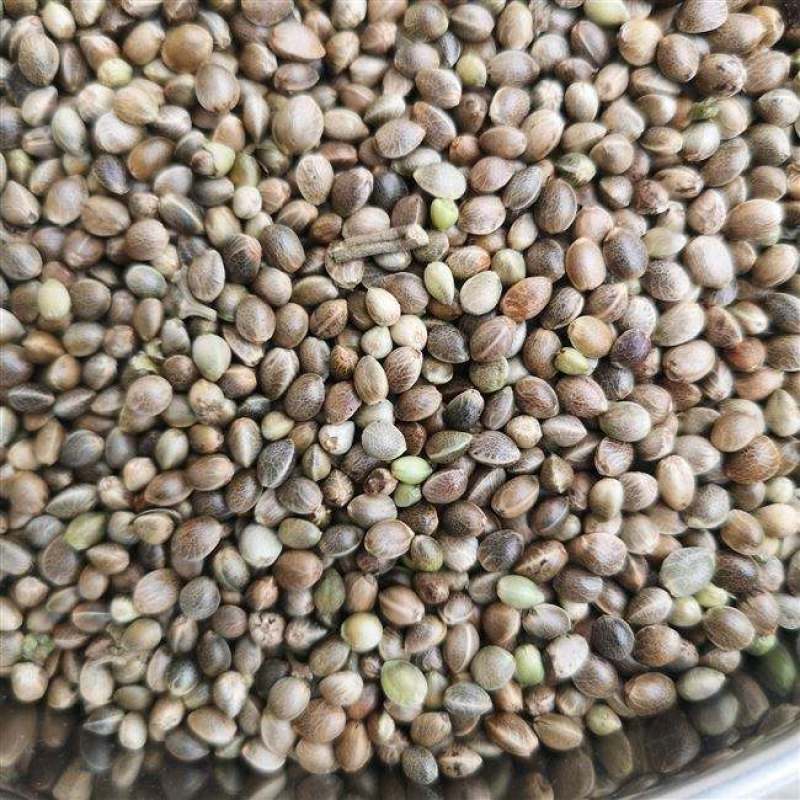 火麻种子胡麻中草药植物线麻野菜火麻仁种籽四季庭院栽
