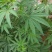 火麻种子胡麻中草药植物线麻野菜火麻仁种籽四季庭院栽