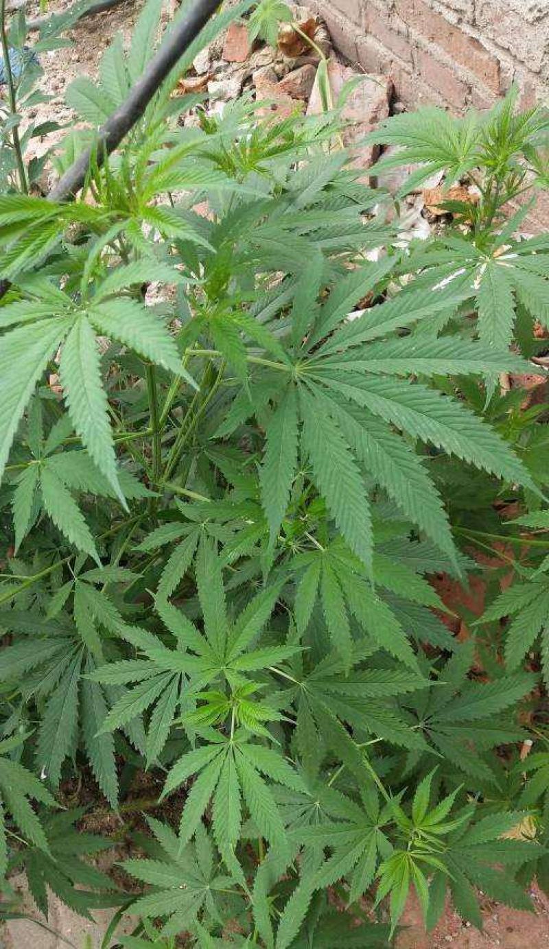 火麻种子胡麻中草药植物线麻野菜火麻仁种籽四季庭院栽
