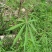 火麻种子胡麻中草药植物线麻野菜火麻仁种籽四季庭院栽