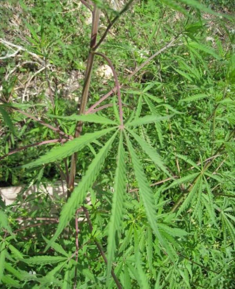 火麻种子胡麻中草药植物线麻野菜火麻仁种籽四季庭院栽