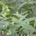 火麻种子胡麻中草药植物线麻野菜火麻仁种籽四季庭院栽
