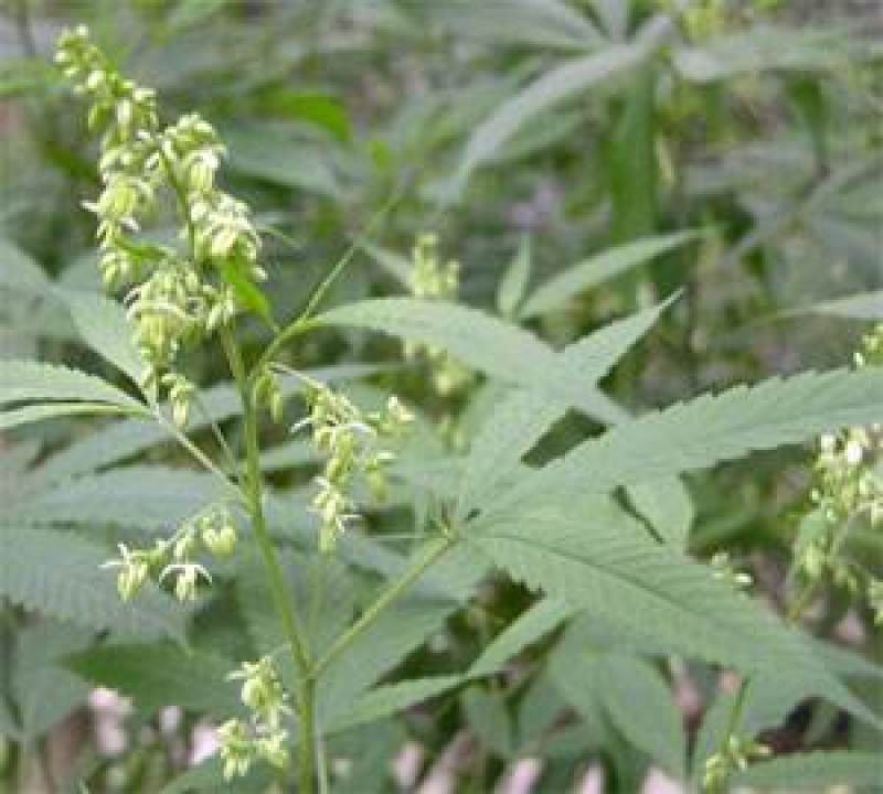 火麻种子胡麻中草药植物线麻野菜火麻仁种籽四季庭院栽