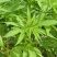 火麻种子胡麻中草药植物线麻野菜火麻仁种籽四季庭院栽
