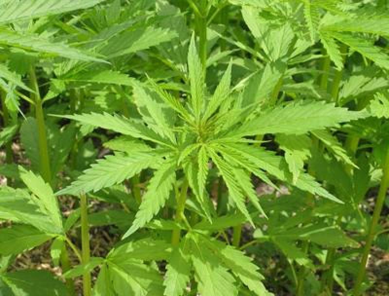 火麻种子胡麻中草药植物线麻野菜火麻仁种籽四季庭院栽
