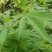 火麻种子胡麻中草药植物线麻野菜火麻仁种籽四季庭院栽