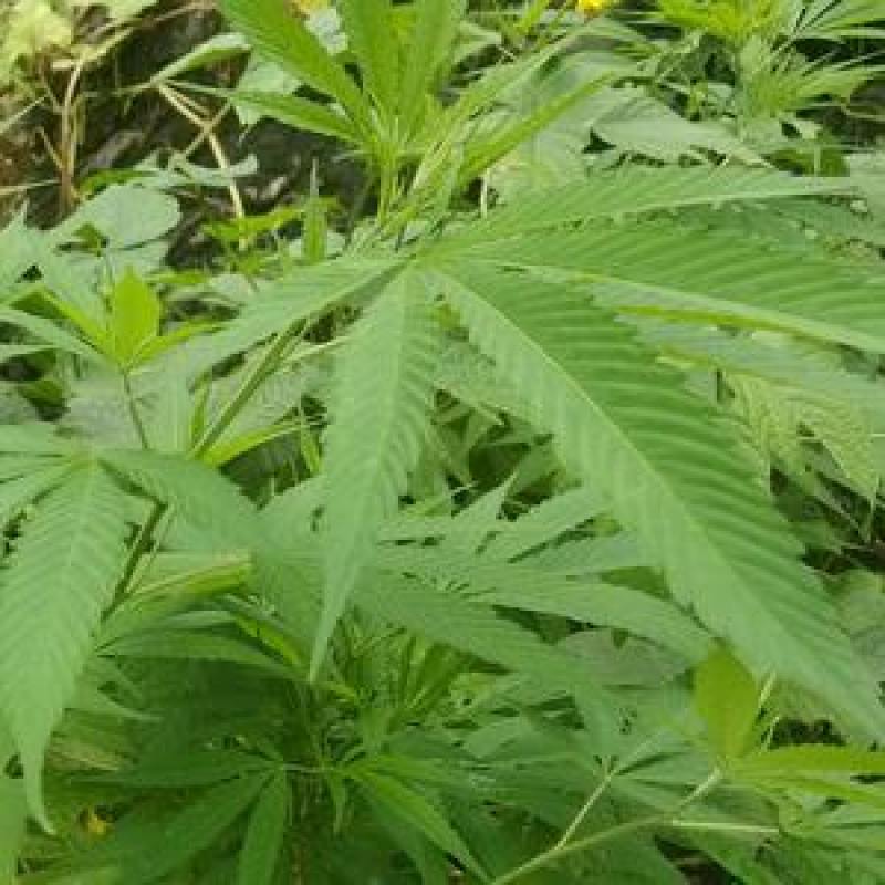 火麻种子胡麻中草药植物线麻野菜火麻仁种籽四季庭院栽