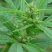 火麻种子胡麻中草药植物线麻野菜火麻仁种籽四季庭院栽