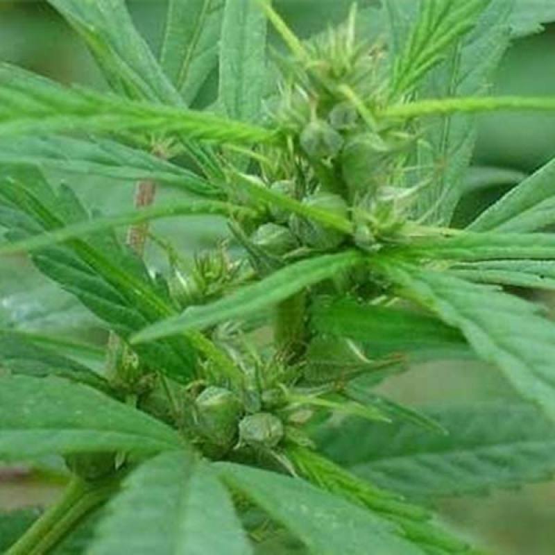 火麻种子胡麻中草药植物线麻野菜火麻仁种籽四季庭院栽