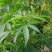 火麻种子胡麻中草药植物线麻野菜火麻仁种籽四季庭院栽