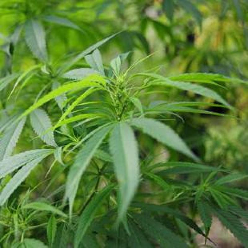 火麻种子胡麻中草药植物线麻野菜火麻仁种籽四季庭院栽