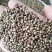 火麻种子胡麻中草药植物线麻野菜火麻仁种籽四季庭院栽