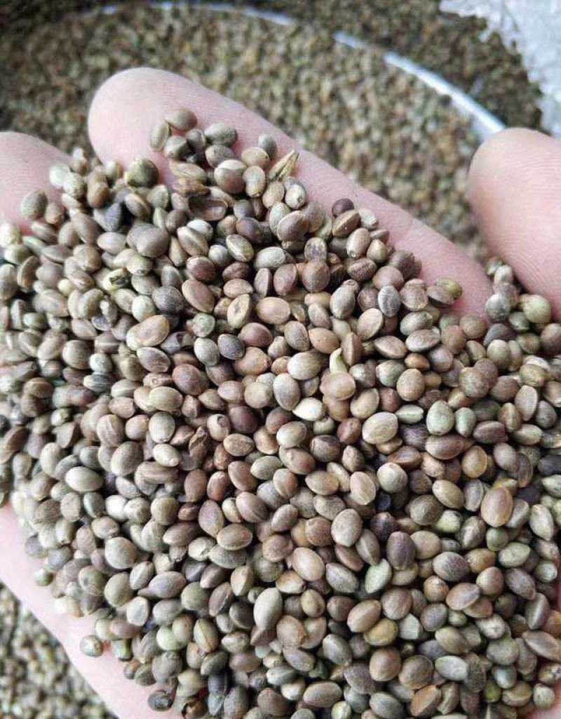 火麻种子胡麻中草药植物线麻野菜火麻仁种籽四季庭院栽