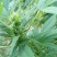 火麻种子胡麻中草药植物线麻野菜火麻仁种籽四季庭院栽