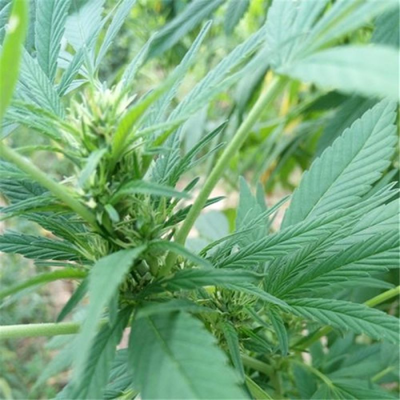 火麻种子胡麻中草药植物线麻野菜火麻仁种籽四季庭院栽