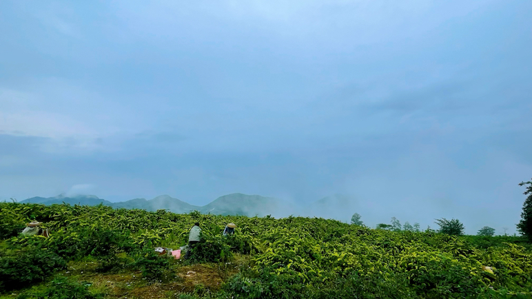 一位老人正在山间采摘野菊花，背影佝偻但动作熟练，篮子里已装满新鲜的野菊花，周围是清晨薄雾笼罩的田野