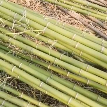 【推荐】竹类风景竹刚竹等品类大棚用竹都有全国发货