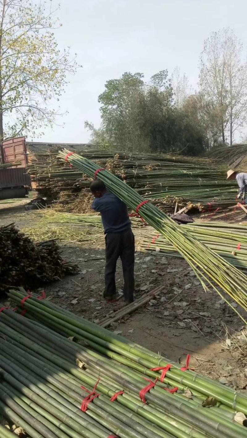 【推荐】竹类风景竹刚竹等品类大棚用竹都有全国发货