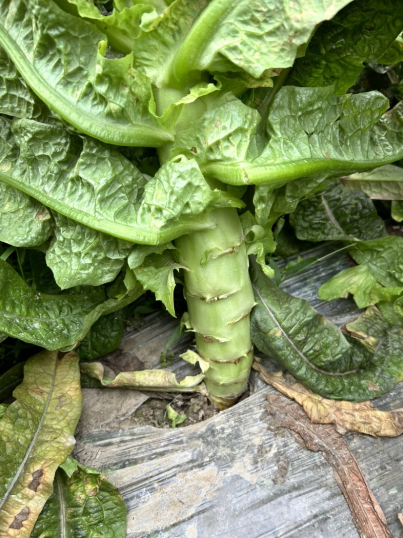 红莴笋大量上市，量大从优