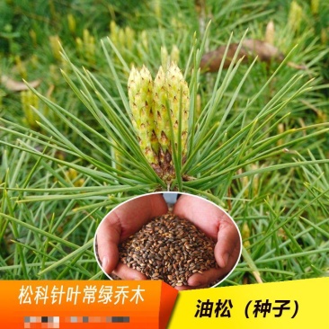 优质油松种子松树种子五针松种籽地栽四季育苗