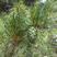 优质油松种子松树种子五针松种籽地栽四季育苗