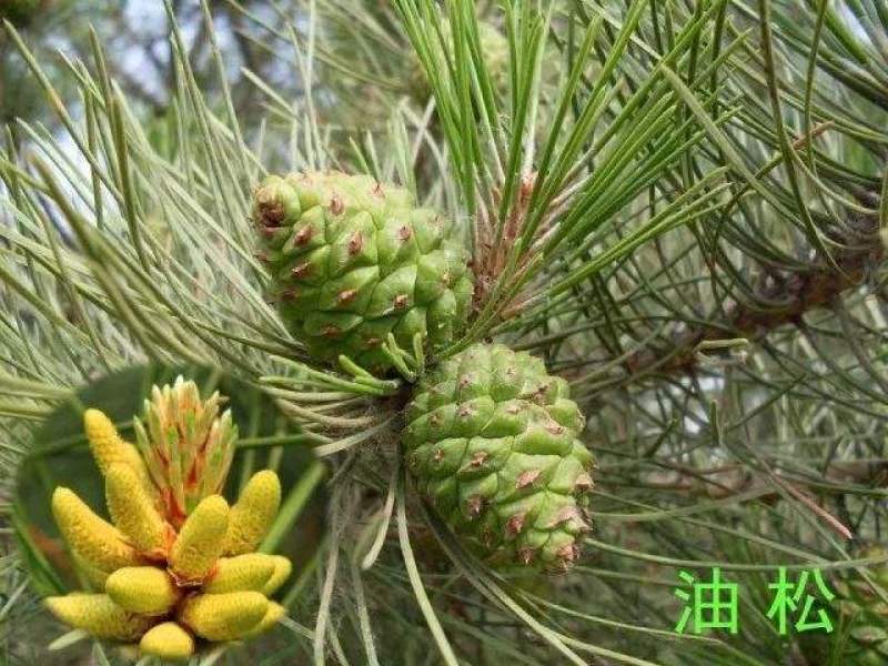 优质油松种子松树种子五针松种籽地栽四季育苗