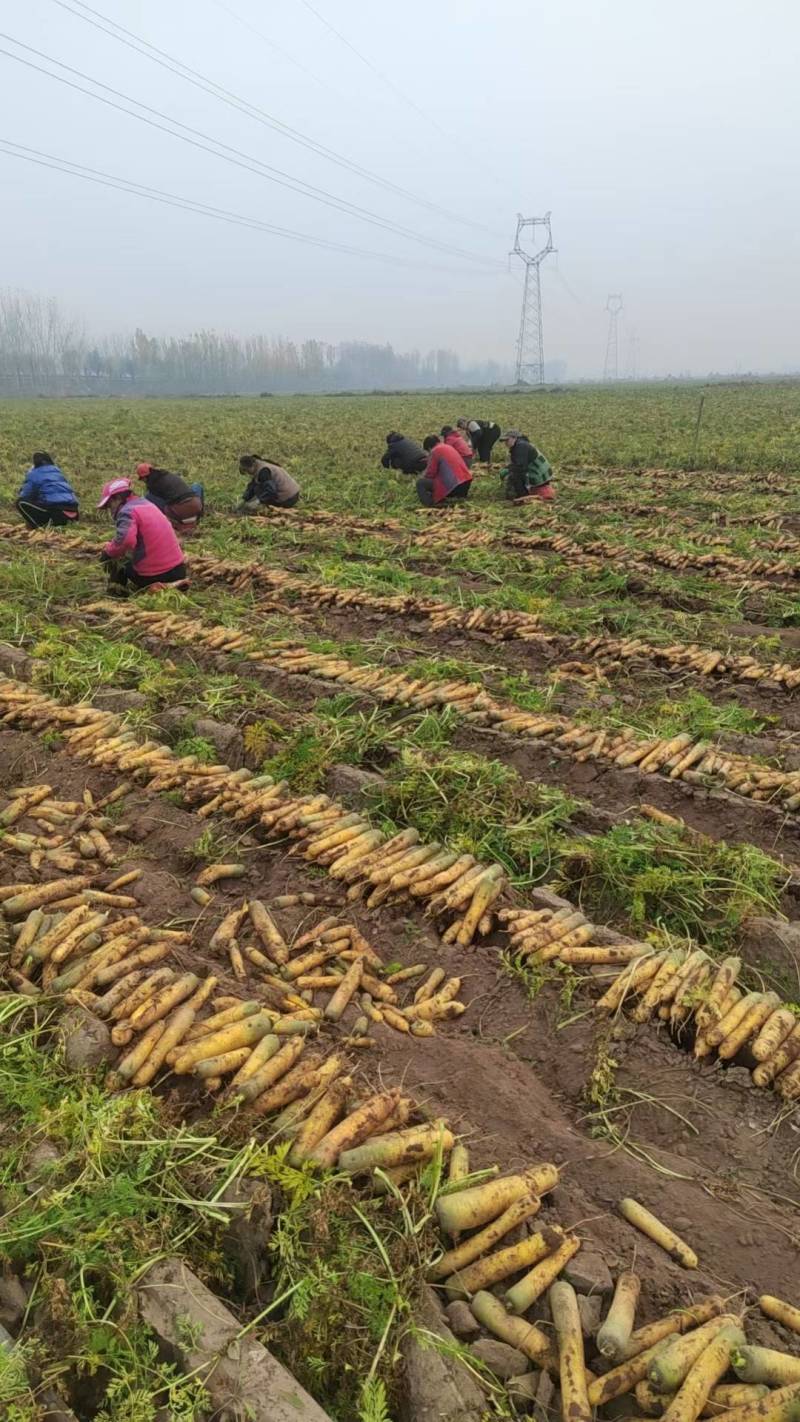 黄胡萝卜大量有货，欢迎商超合作，三两起步