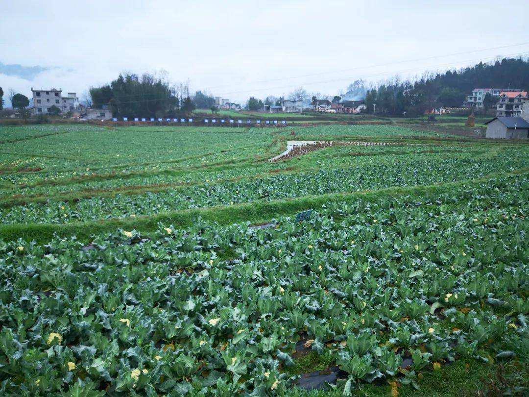 一片广阔的松花菜种植田地,航拍视角下绿意盎然,整齐排列的松花菜田块延伸至远处山脚,田间有农民正在劳作,背景可见薄雾缭绕的丘陵地貌 松花菜种植基地航拍图