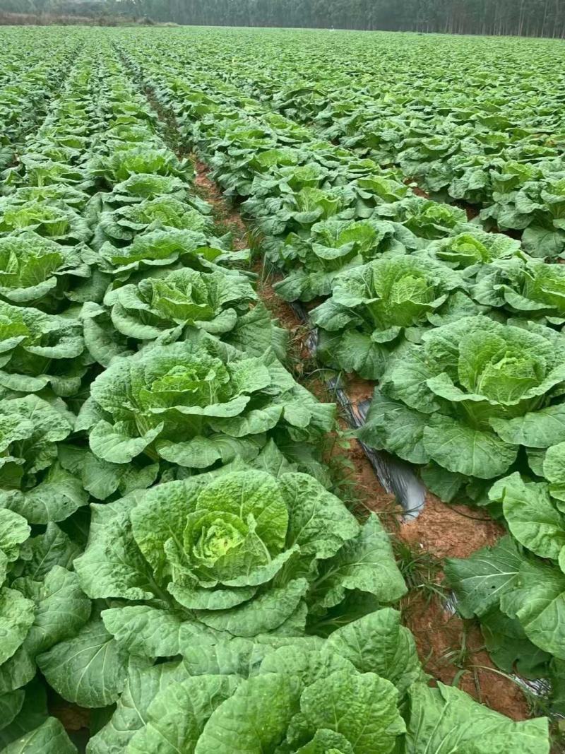 青杂三号白菜-基地直供-货源充足-保证质量