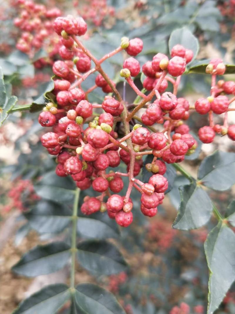 富平花椒