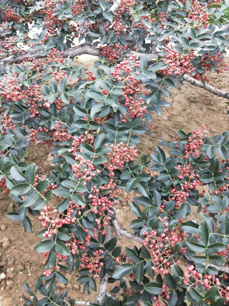 富平花椒
