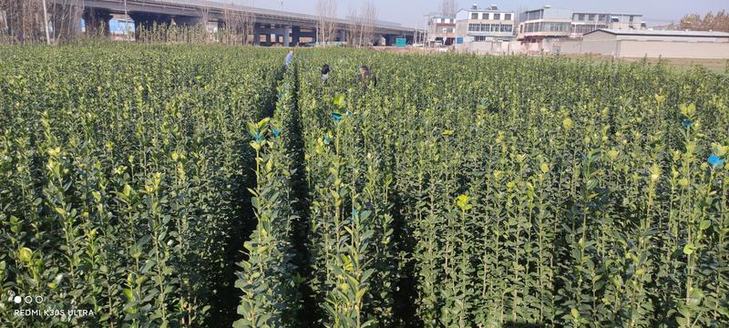 北海道黄杨80cm以上绿篱笆墙独干丛生优质庭院栽种