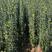 北海道黄杨80cm以上绿篱笆墙独干丛生优质庭院栽种