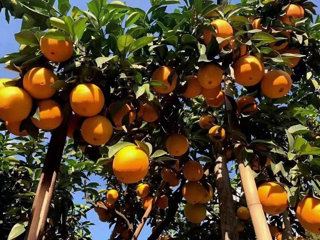夏橙果园实景图