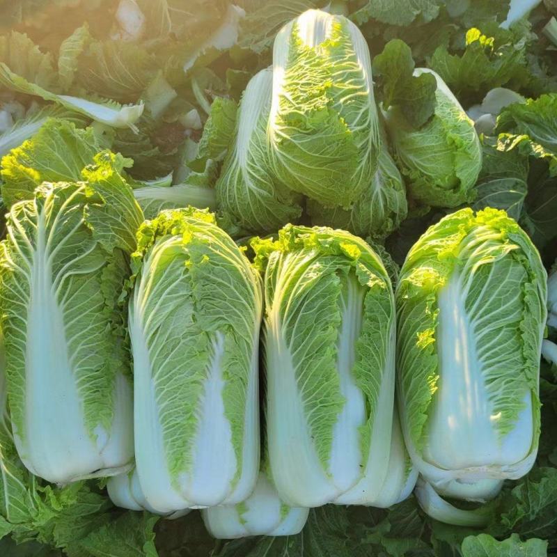 山东白菜夏阳白菜大量供应，质量好，价格便宜