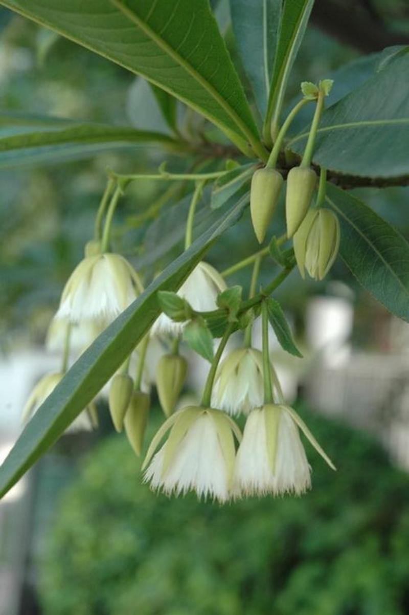 杜英种子假杨梅梅擦饭青果野橄榄胆八树橄榄缘瓣杜英树苗用种