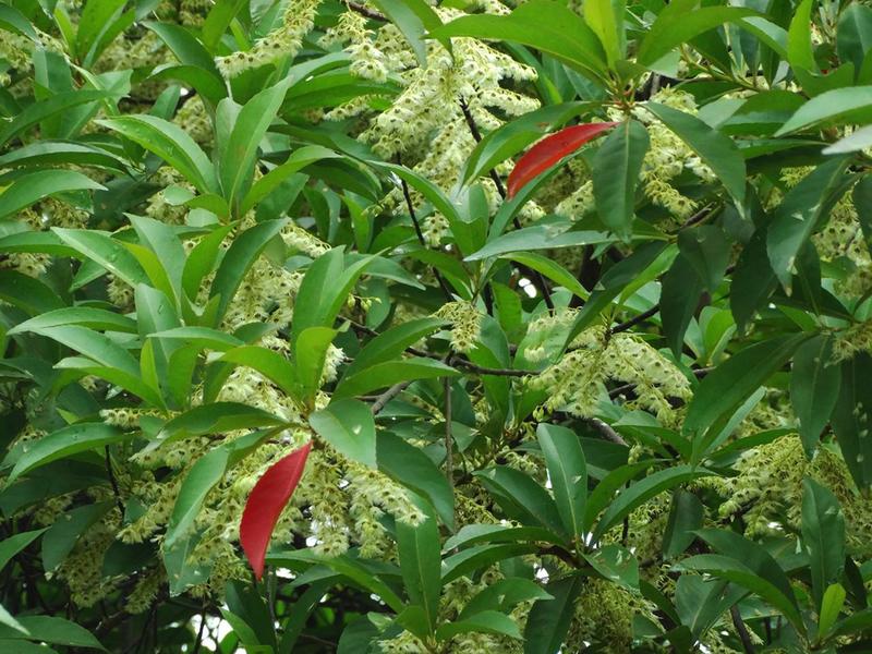 杜英种子假杨梅梅擦饭青果野橄榄胆八树橄榄缘瓣杜英树苗用种