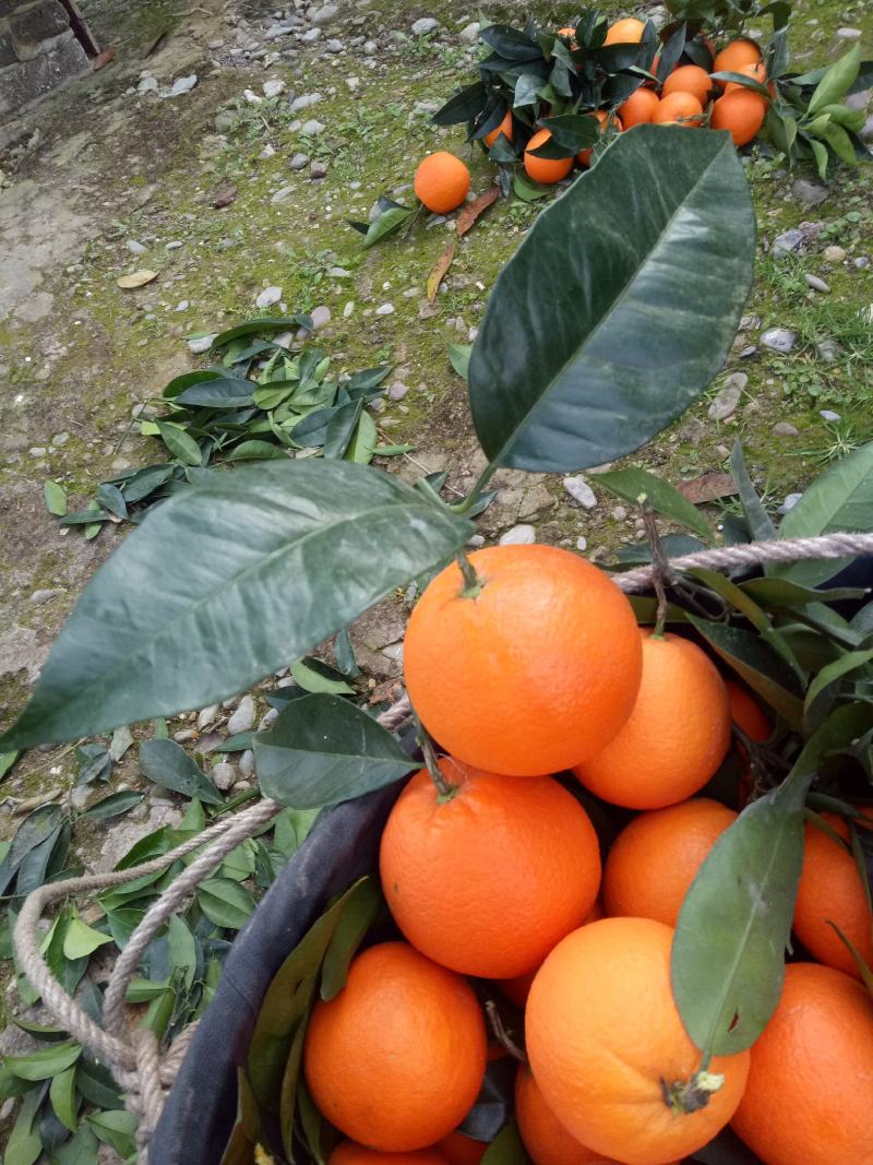 奉节脐橙