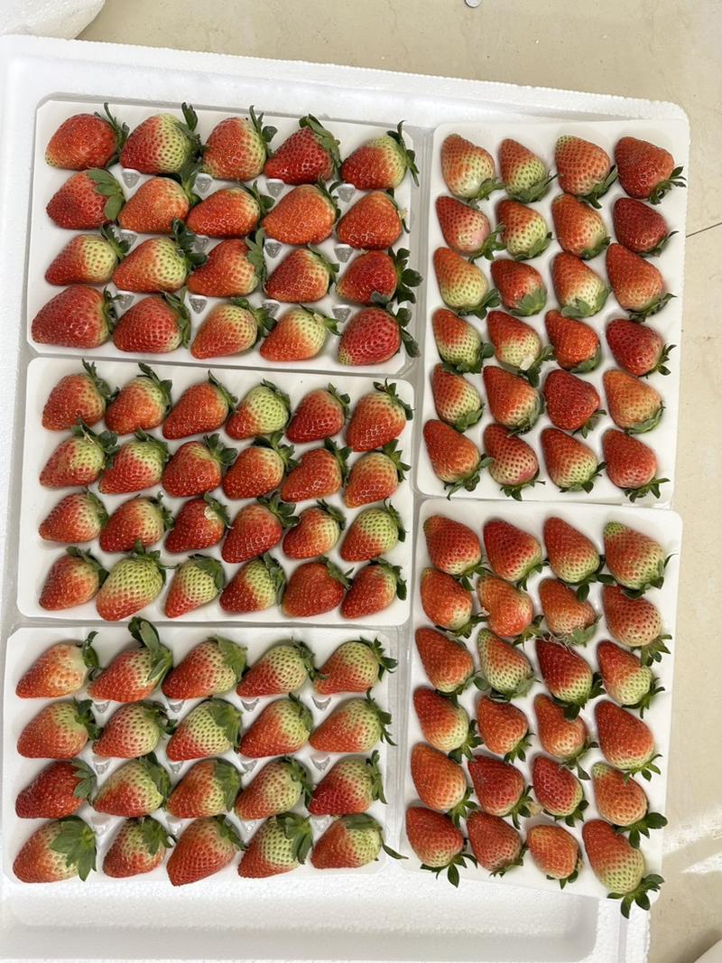 云南冬季牛奶草莓奶茶蛋糕糖葫芦冬季甜草莓，奶油草莓