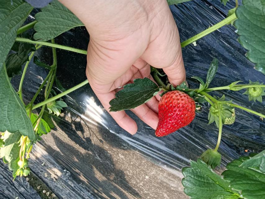 航拍视角下的红颜草莓种植园,展现其规模化、标准化的种植场景 红颜草莓种植基地航拍图