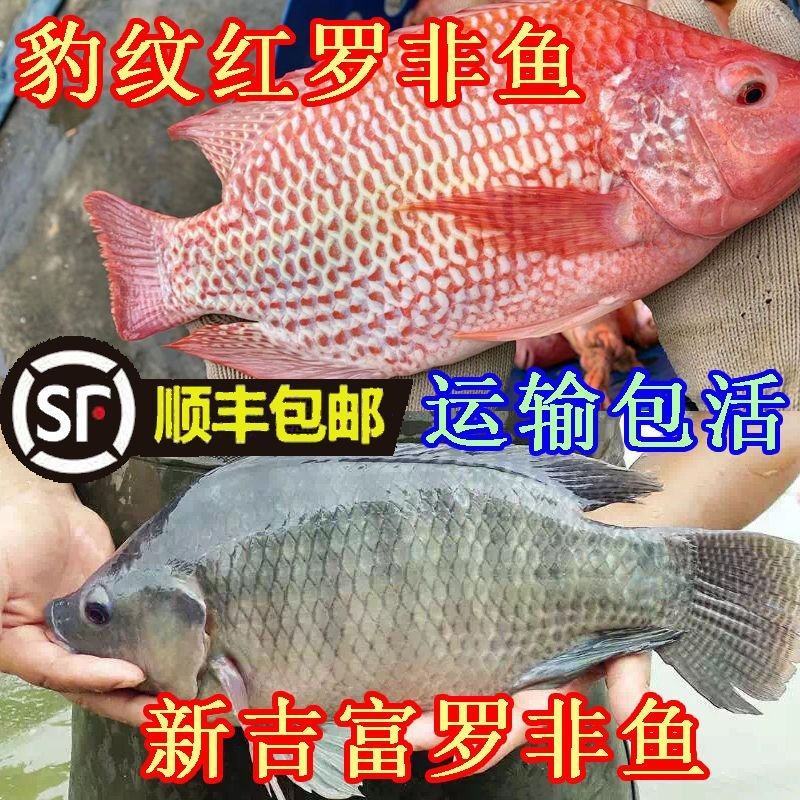 红罗非鱼苗彩虹鲷鱼活体红优质非洲鲫鱼苗红腊鱼苗鱼苗