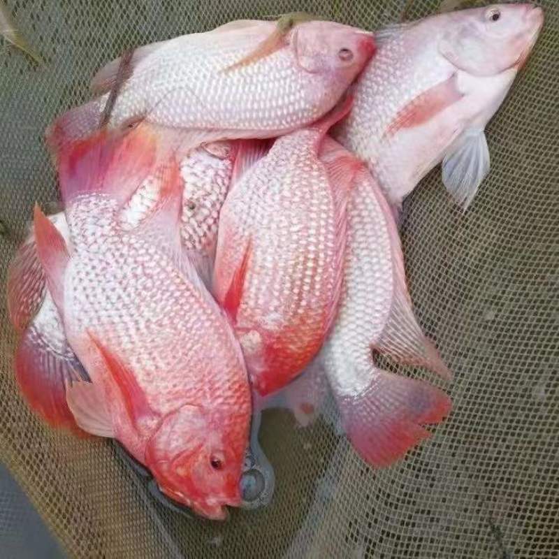 红罗非鱼苗彩虹鲷鱼活体红优质非洲鲫鱼苗红腊鱼苗鱼苗