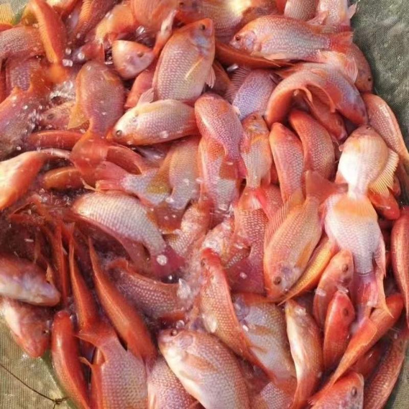 红罗非鱼苗彩虹鲷鱼活体红优质非洲鲫鱼苗红腊鱼苗鱼苗