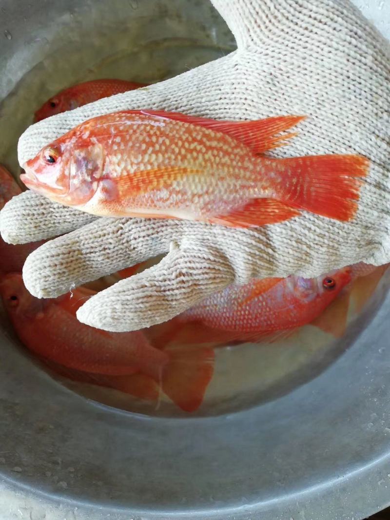 红罗非鱼苗彩虹鲷鱼活体红优质非洲鲫鱼苗红腊鱼苗鱼苗
