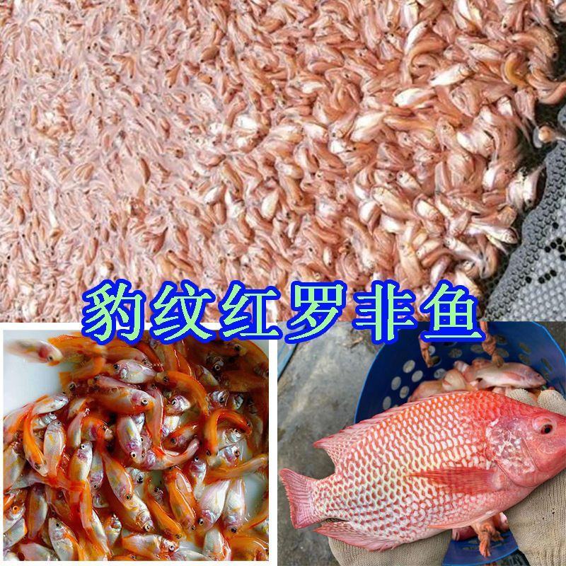红罗非鱼苗彩虹鲷鱼活体红优质非洲鲫鱼苗红腊鱼苗鱼苗