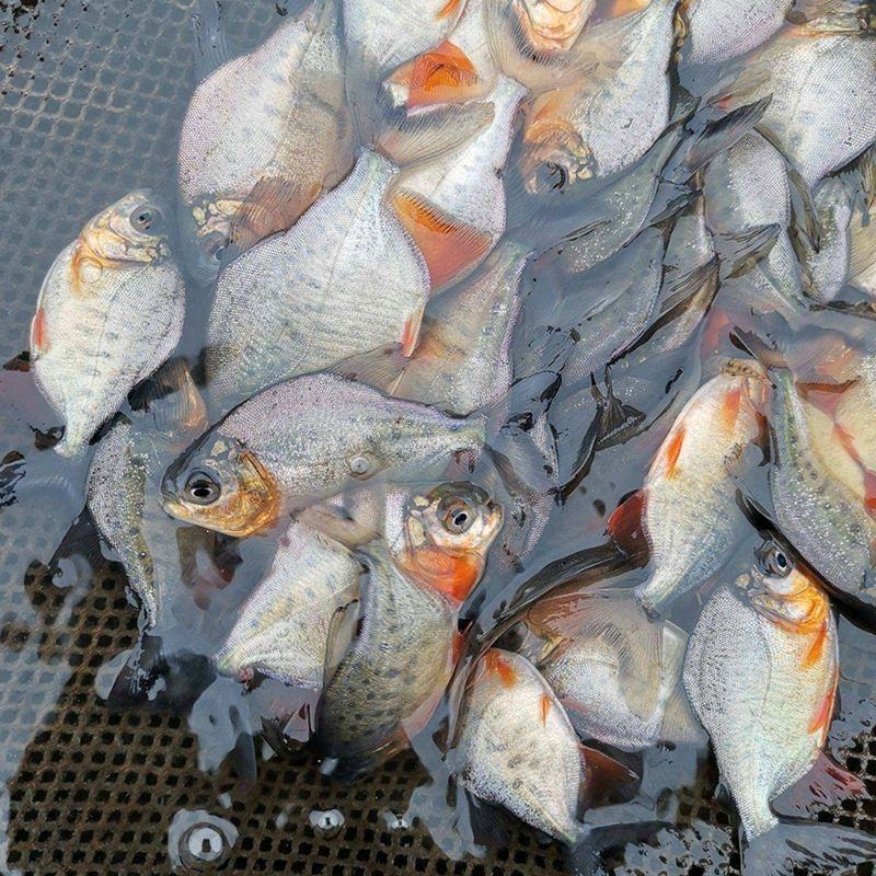 红鲳鱼苗白鲳鱼苗鲳鱼淡水白鲳鱼苗活体淡水鱼苗批发肉食性