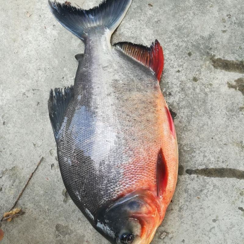 红鲳鱼苗白鲳鱼苗鲳鱼淡水白鲳鱼苗活体淡水鱼苗批发肉食性