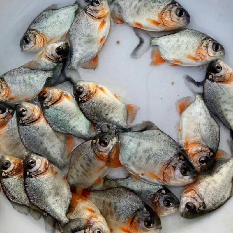 红鲳鱼苗白鲳鱼苗鲳鱼淡水白鲳鱼苗活体淡水鱼苗批发肉食性